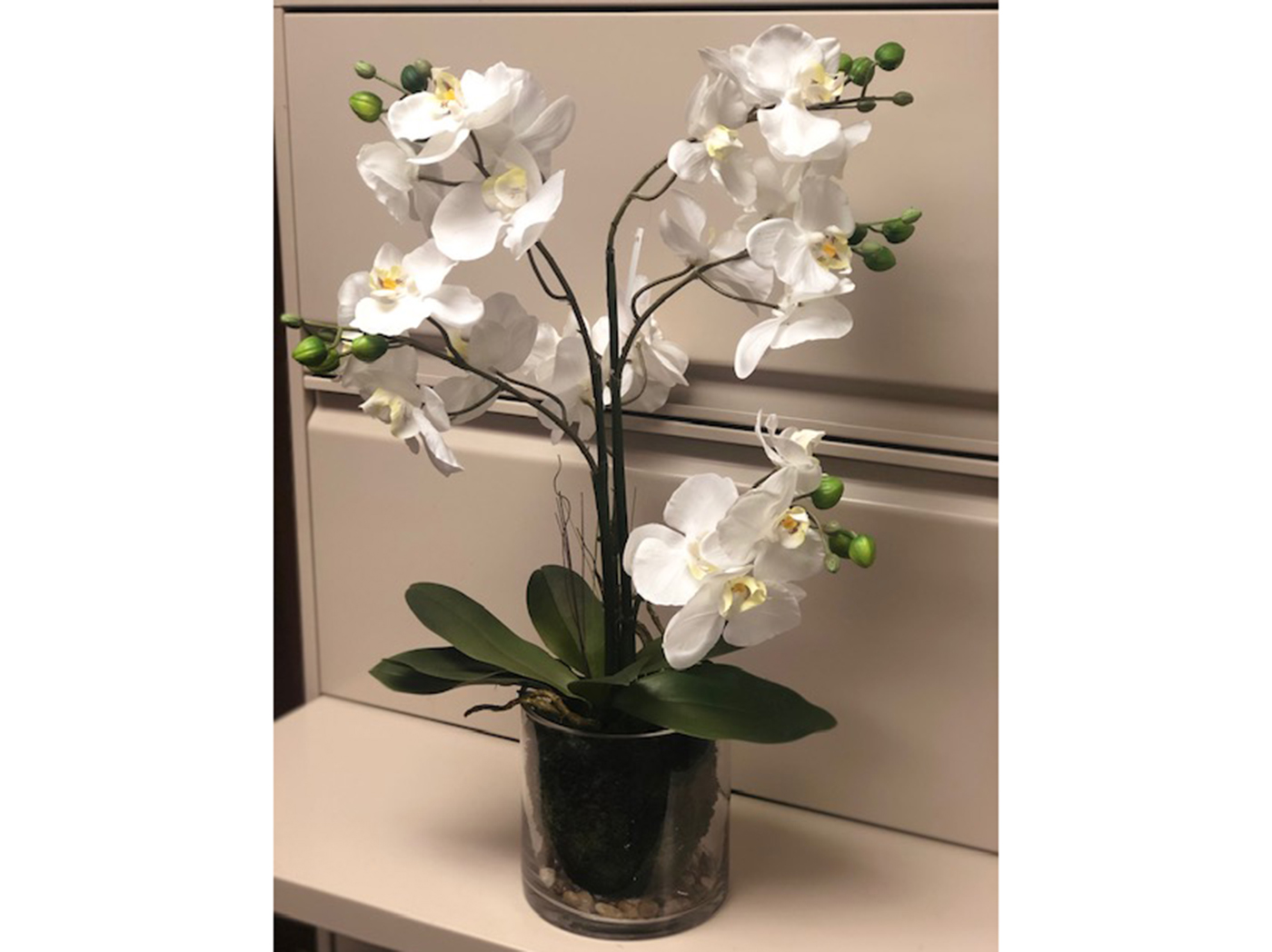 White Orchids In Glass Bowl 24"H Steinhafels