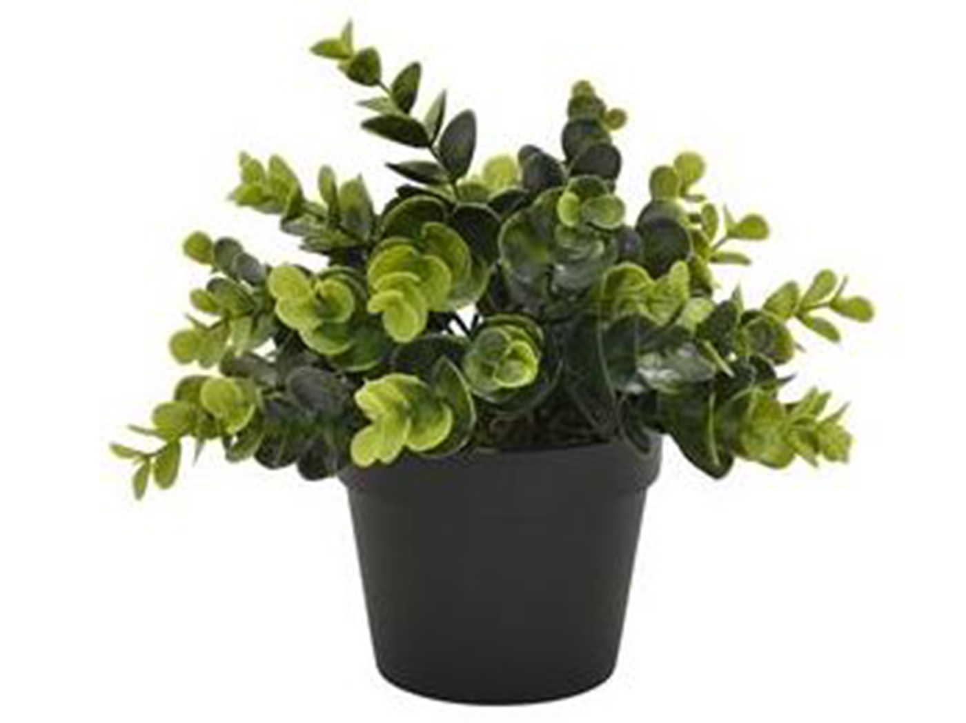 Green Plant in Black Flower Pot 8"W x 8"H Steinhafels
