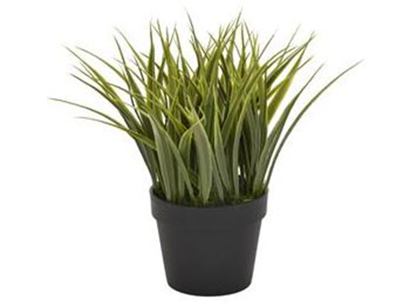 Grass In Black Flower Pot 8"W x 9"H Steinhafels